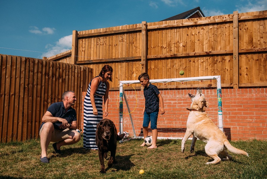 Mother, Father and Son playing with two Labradors in the garden