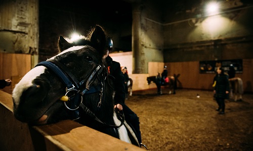 Stable horse having picture taken