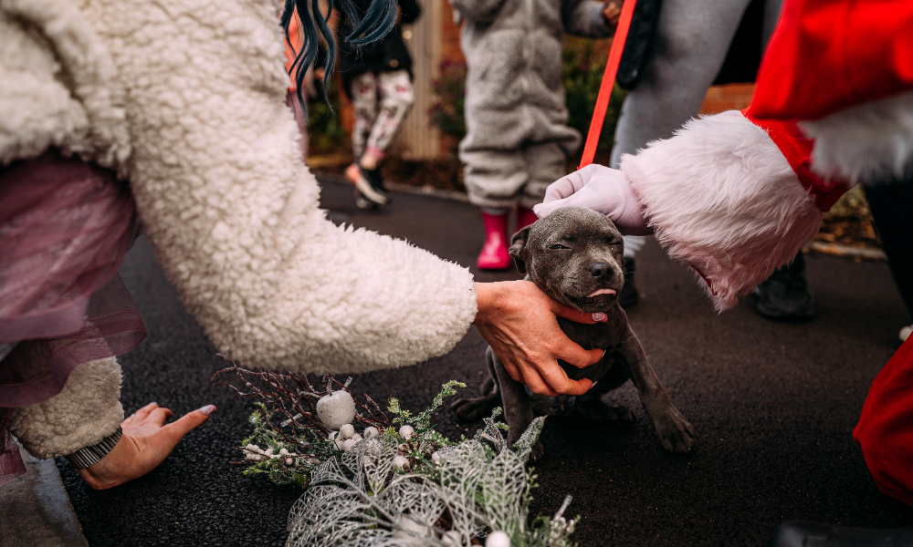 a grey dog being scratched by hands