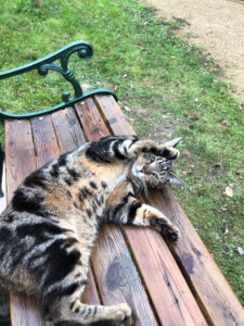 a cat lies on a wooden bench