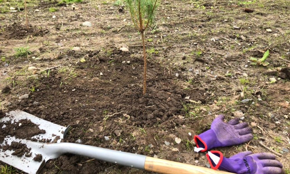 a shovel, purple gardening gloves lie on soil below a small planted tree