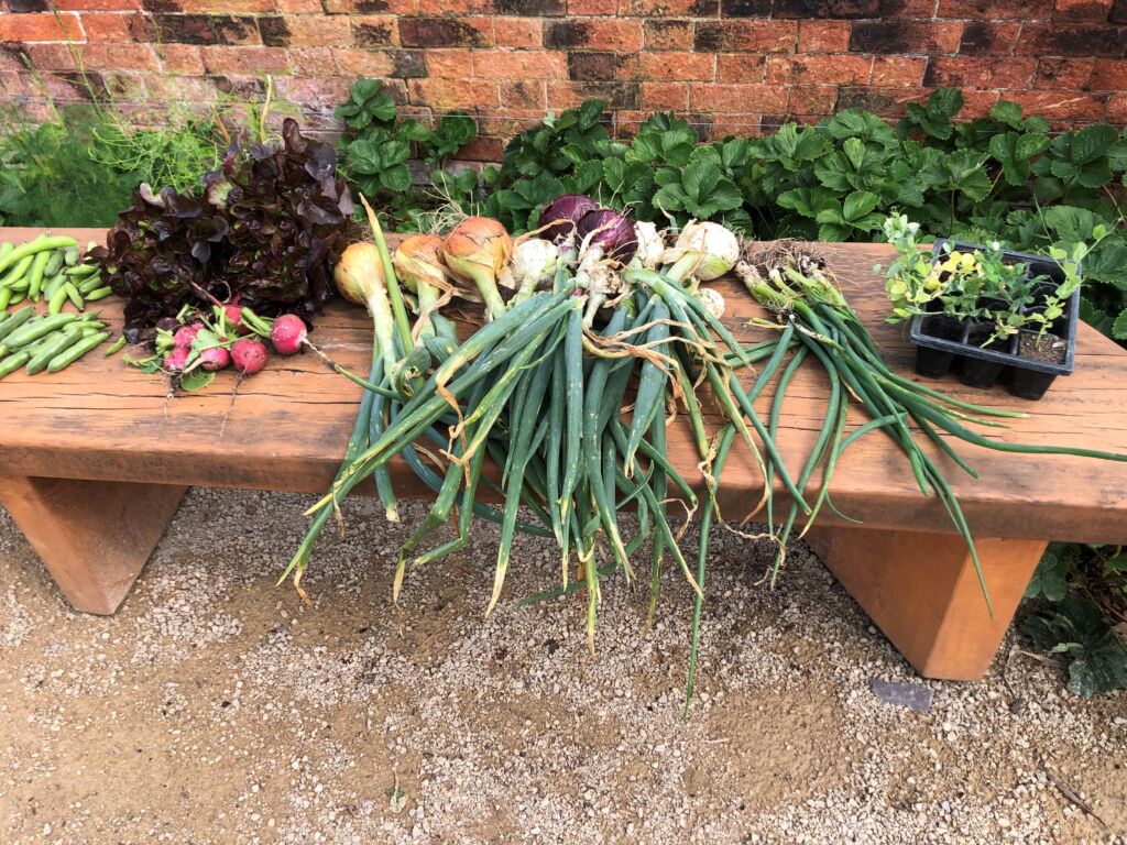Range of home grown vegetables on a bench