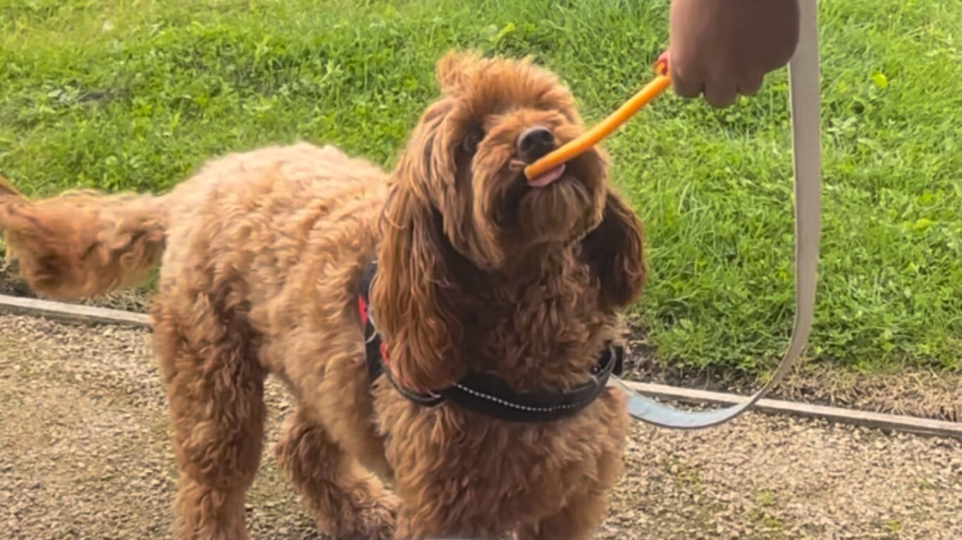 dog licking treat