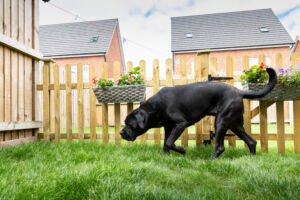 dog in pet-friendly build to rent home garden
